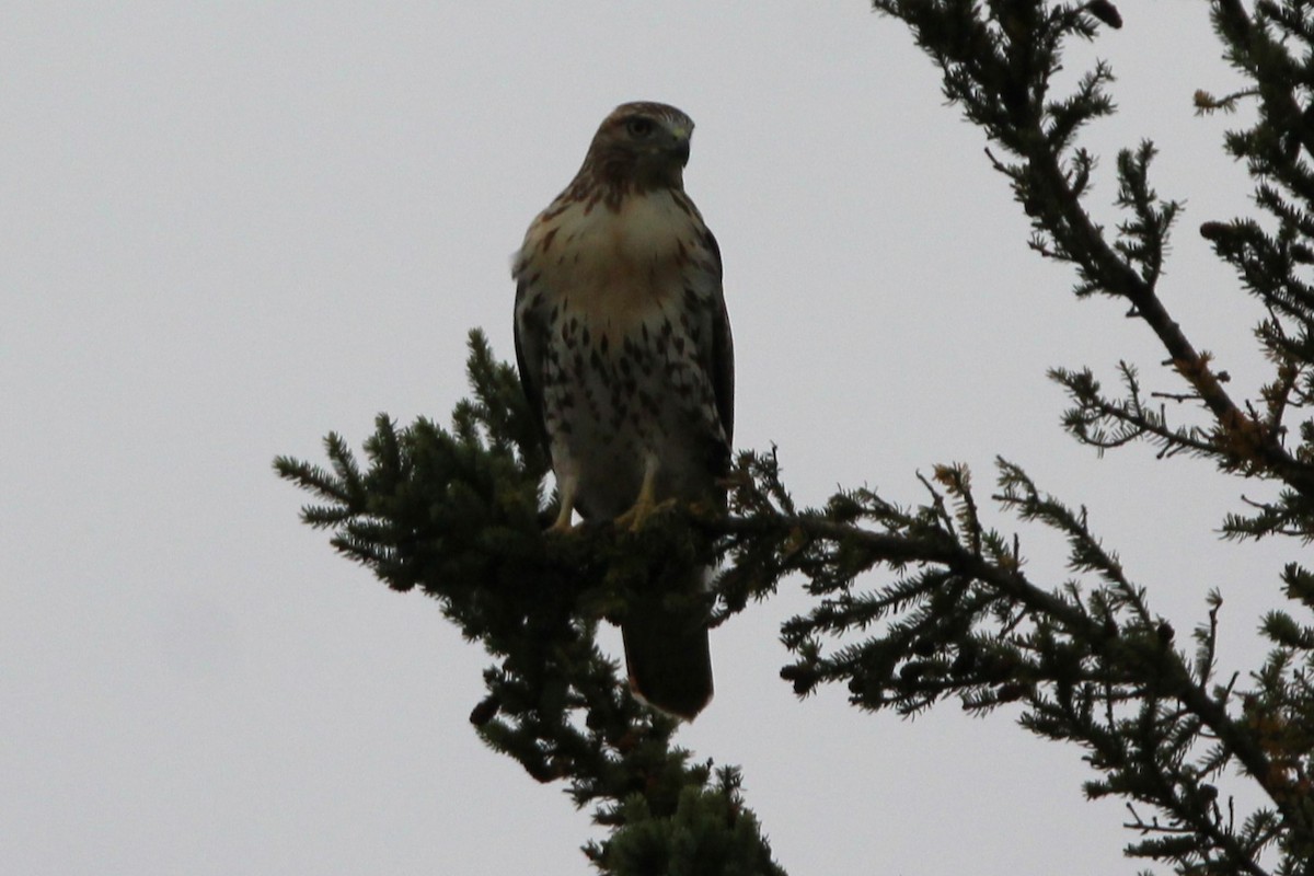 Red-tailed Hawk - ML641998075