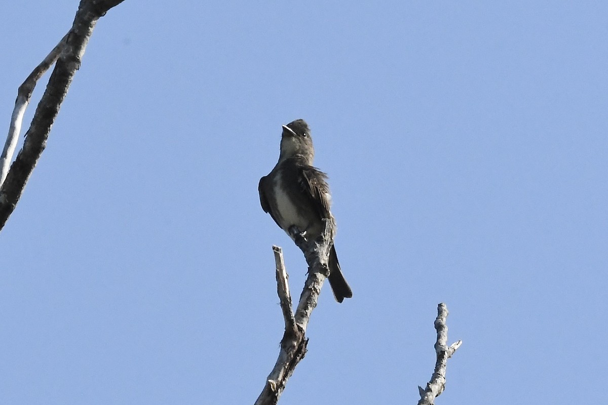 tyranovec severský - ML641998076