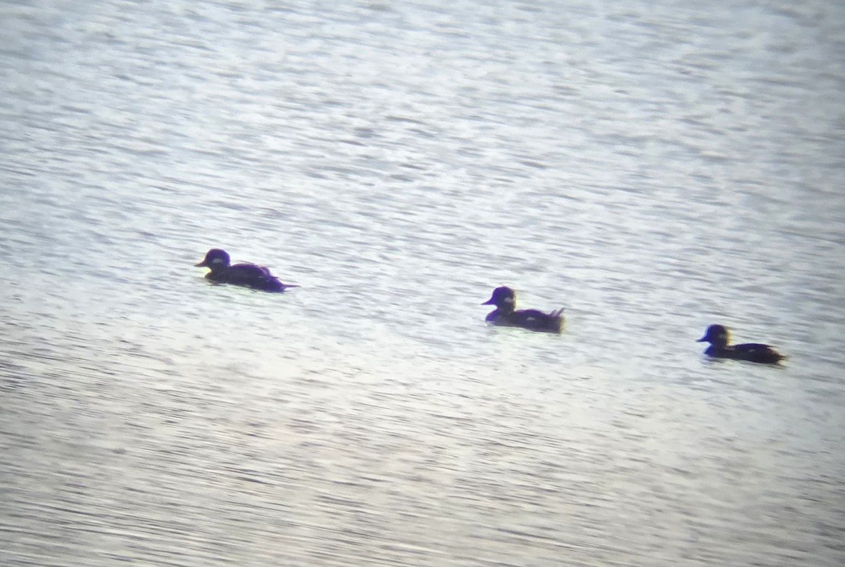 Bufflehead - ML641998081