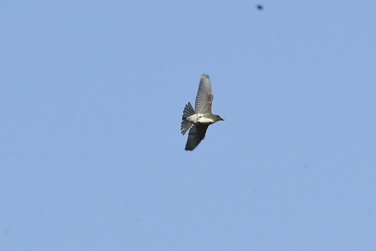 Olive-sided Flycatcher - ML641998093