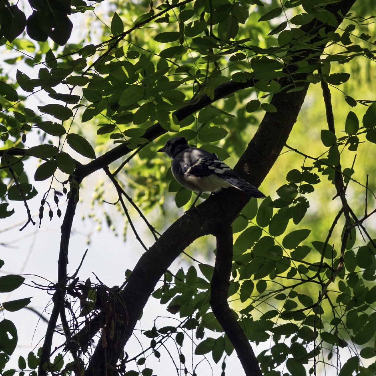 Blue Jay - ML641998099