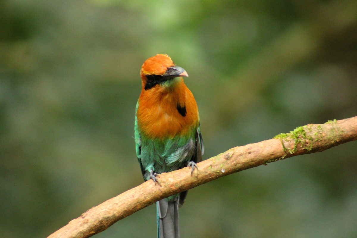 Broad-billed Motmot - ML641998100