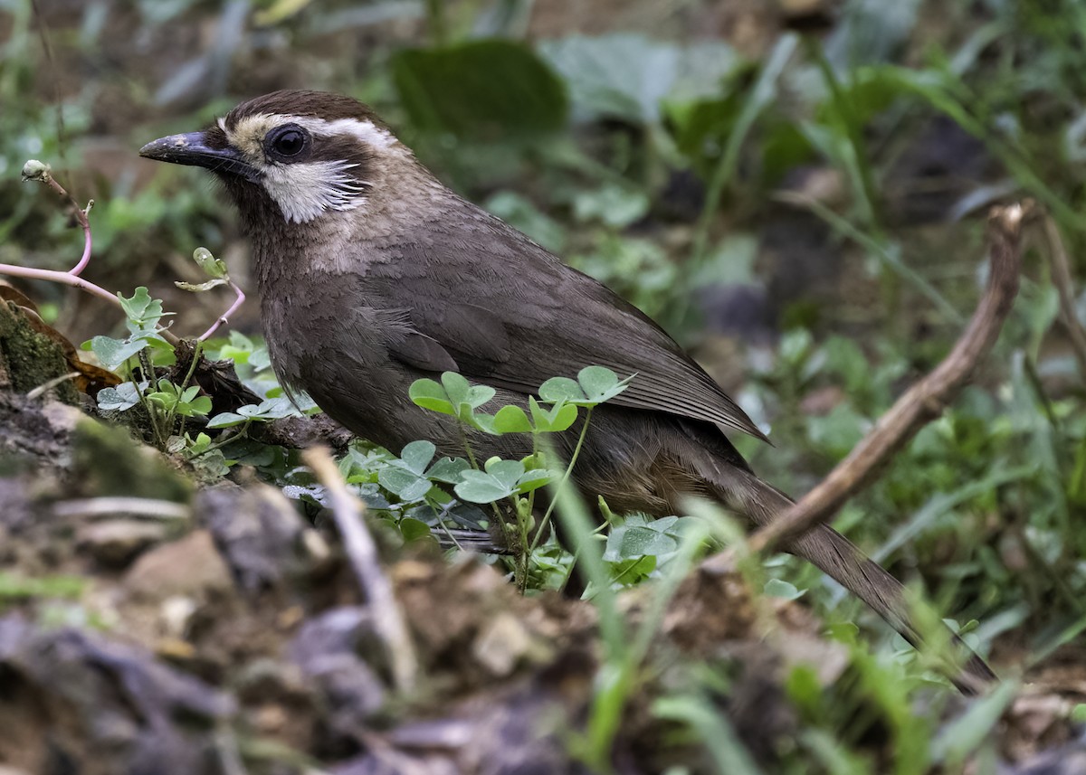 White-browed Laughingthrush - ML641998114