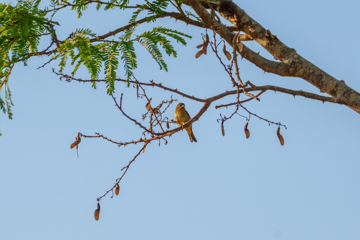 Double-collared Seedeater - ML641998121