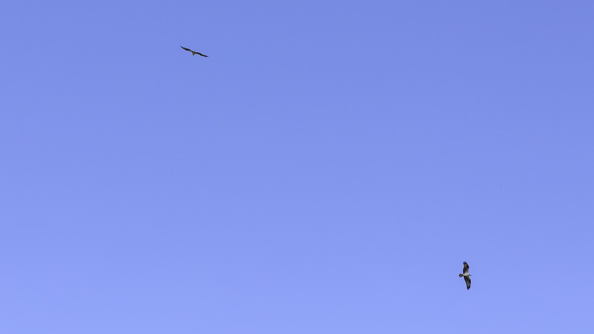 שלך - ML641998123