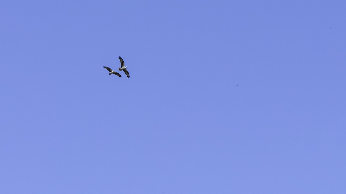 שלך - ML641998125
