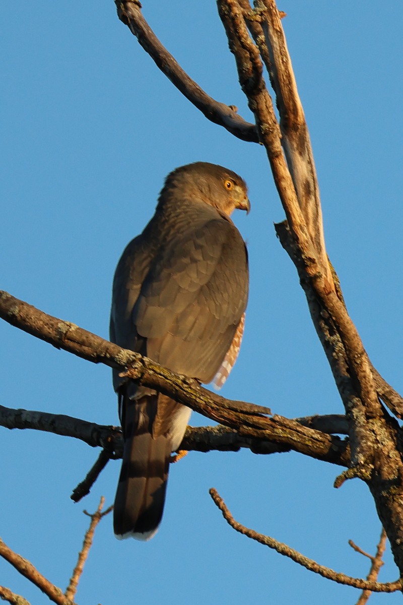 Cooper's Hawk - ML641998129