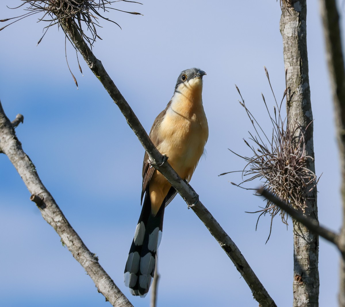 Dark-billed Cuckoo - ML641998130