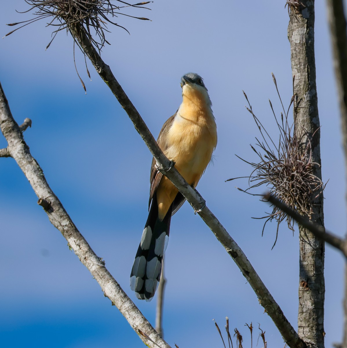 Dark-billed Cuckoo - ML641998133