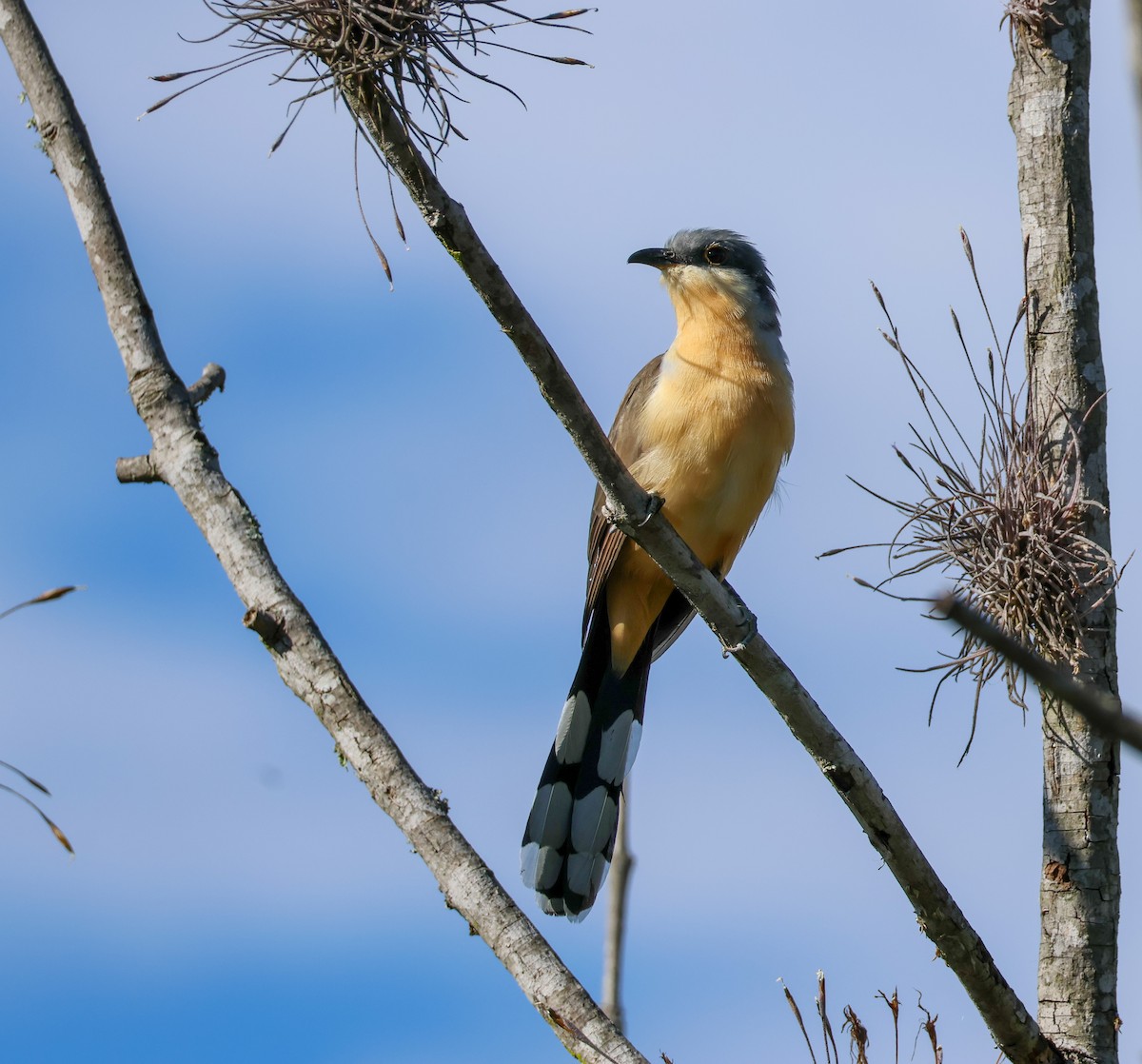 Dark-billed Cuckoo - ML641998134