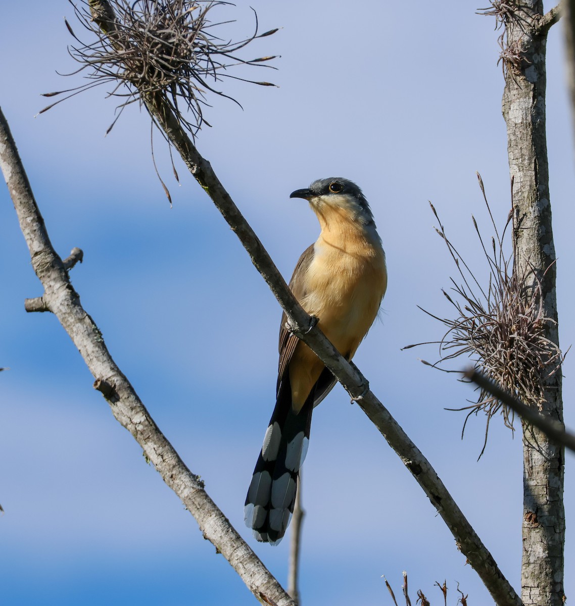 Dark-billed Cuckoo - ML641998135