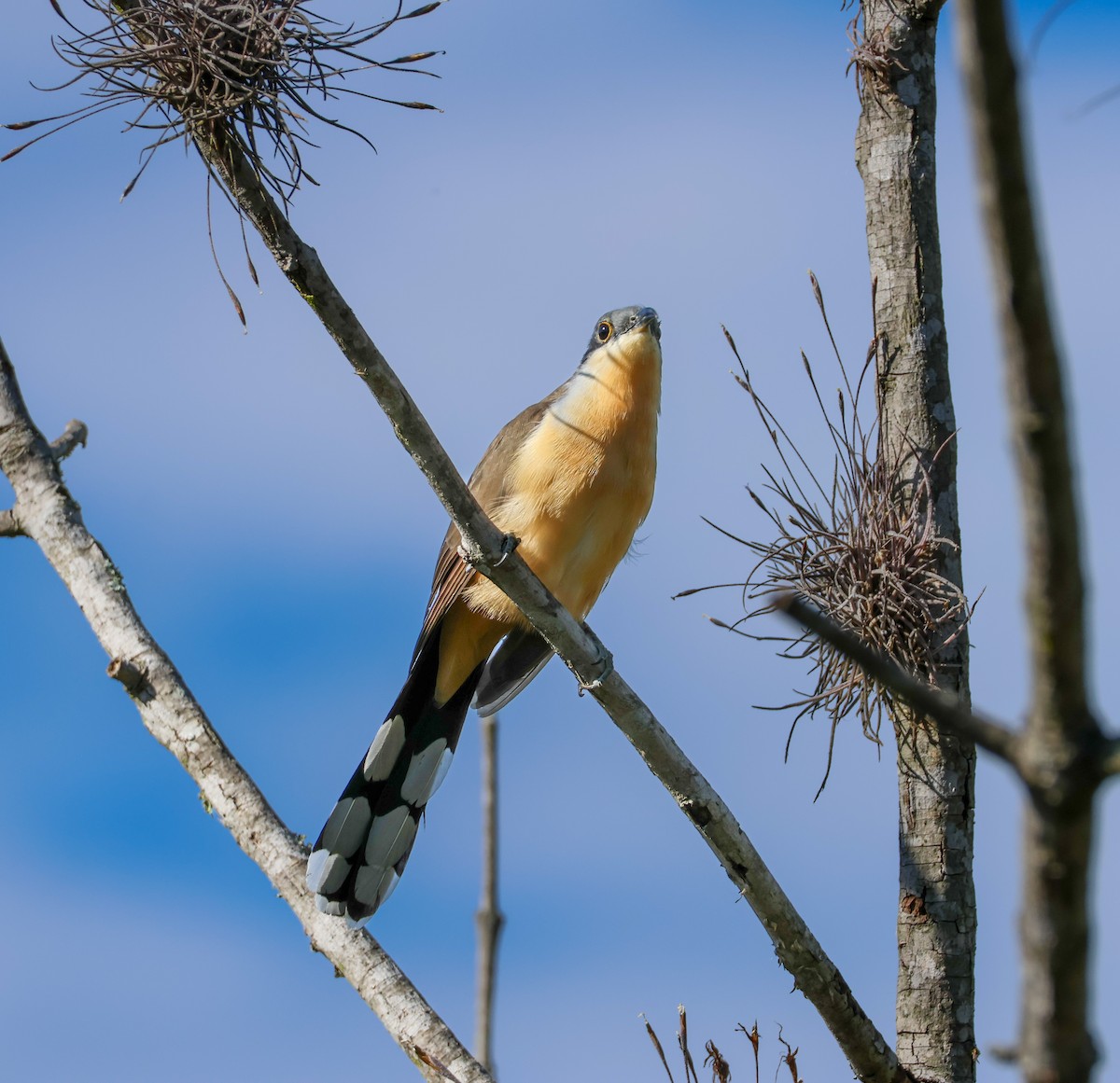 Dark-billed Cuckoo - ML641998136