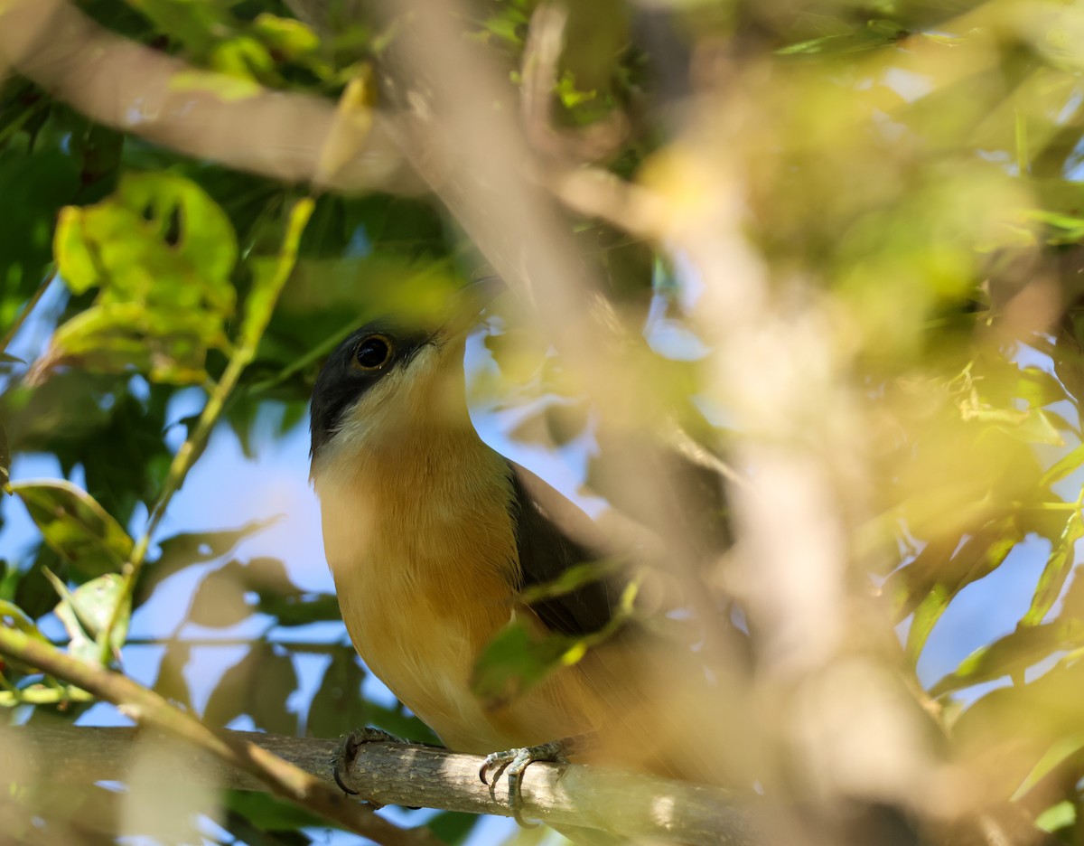 Dark-billed Cuckoo - ML641998137