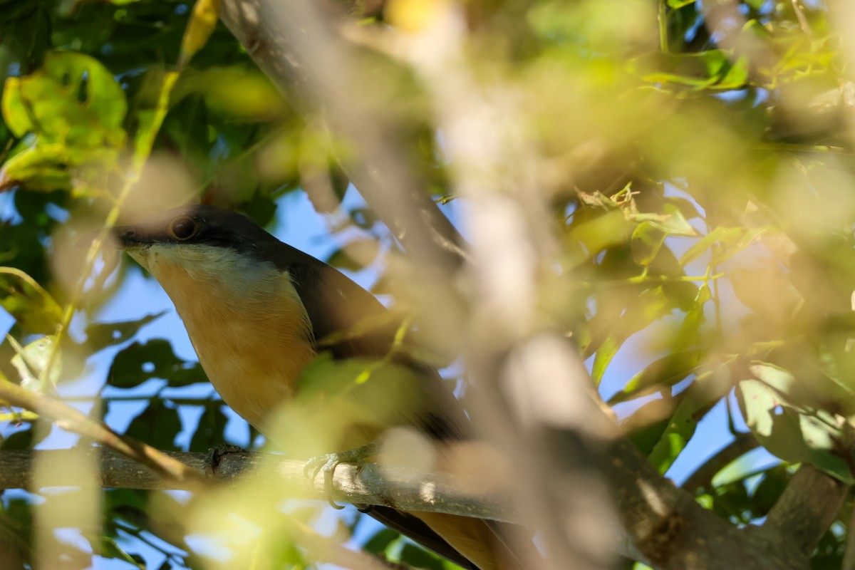 Dark-billed Cuckoo - ML641998138