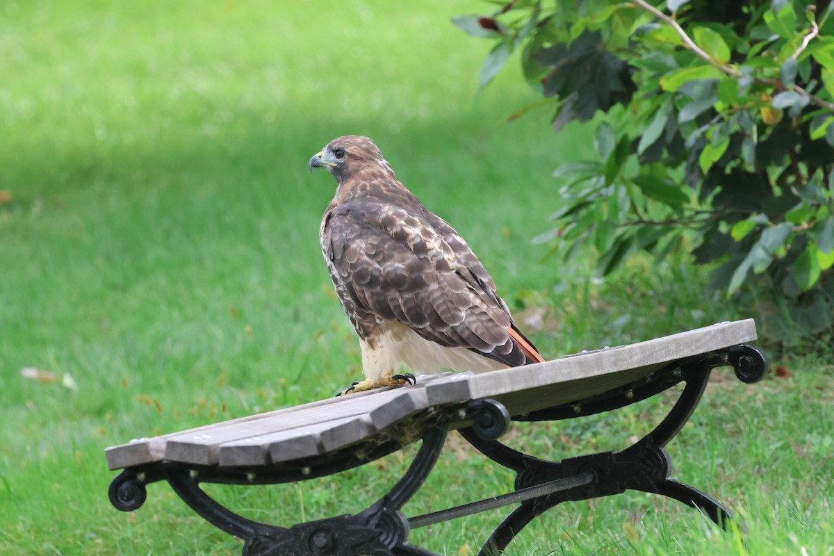 Red-tailed Hawk - ML641998155