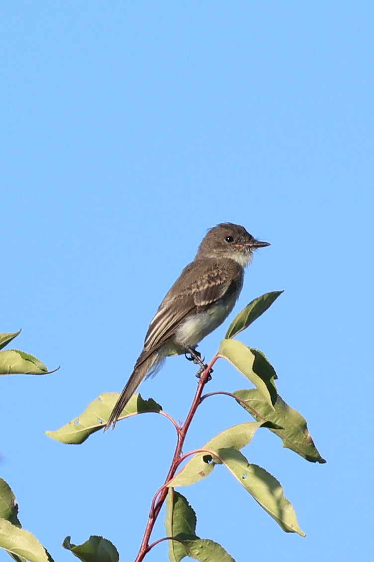 Eastern Phoebe - ML641998157