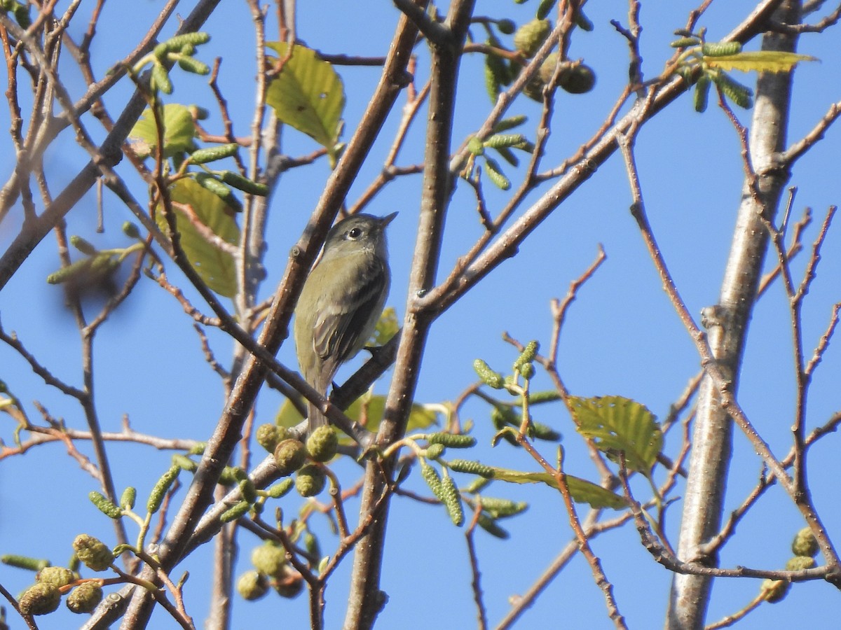 Hammond's Flycatcher - ML641998162