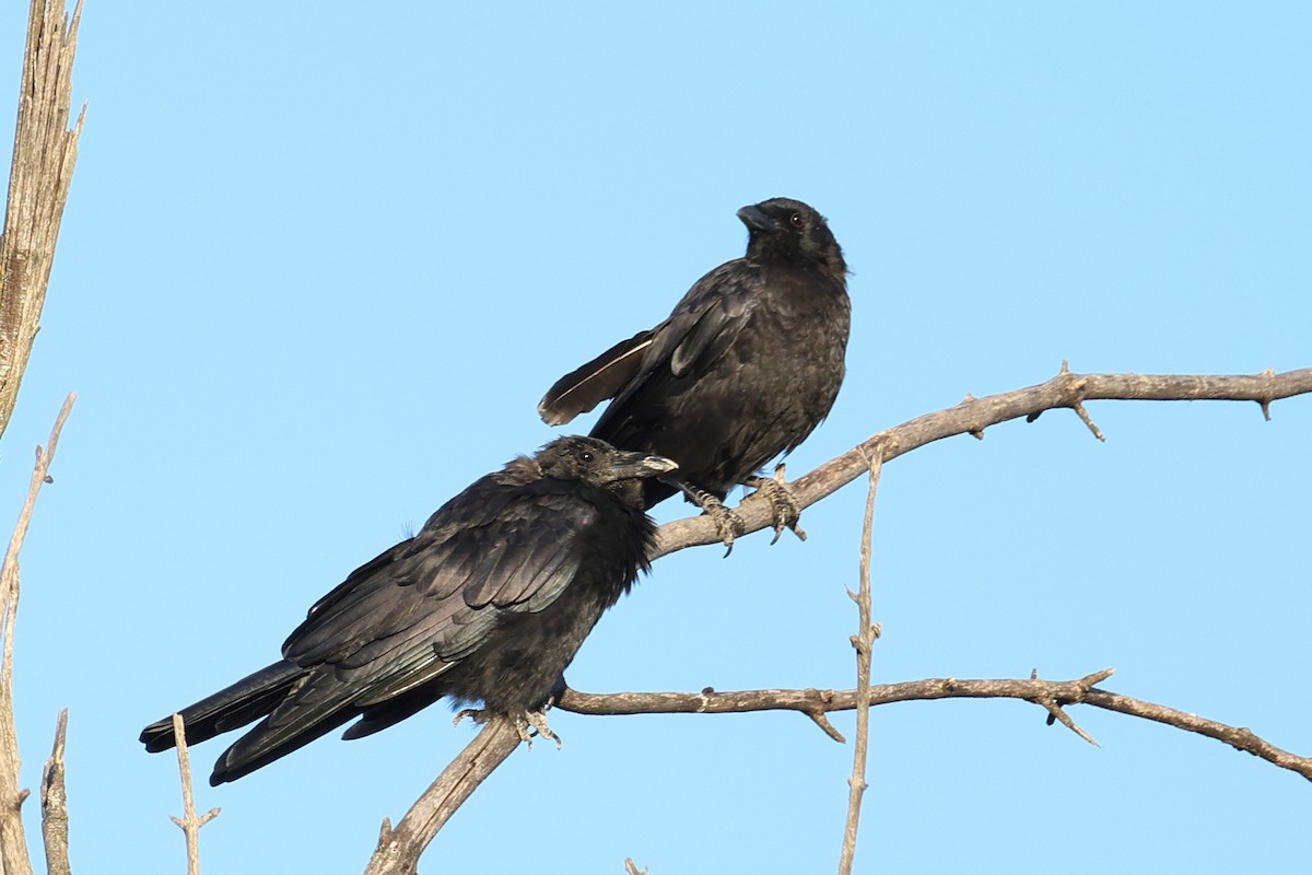 American Crow - ML641998166