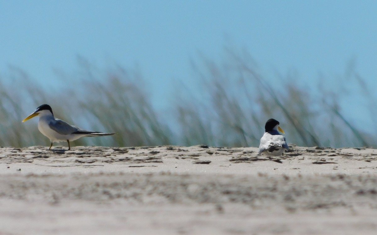 Yellow-billed Tern - ML641998169