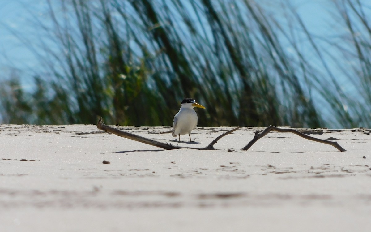 Yellow-billed Tern - ML641998171