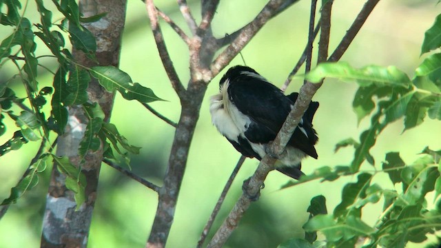 Black-girdled Barbet - ML641998189