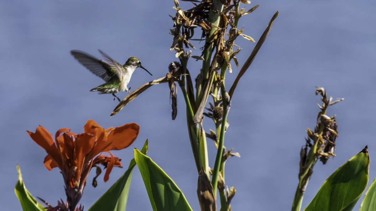 Ruby-throated Hummingbird - ML641998190
