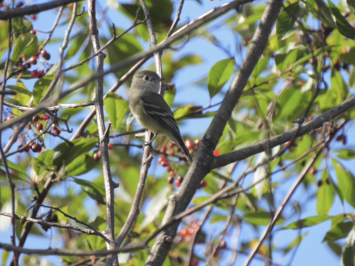 Hammond's Flycatcher - ML641998192