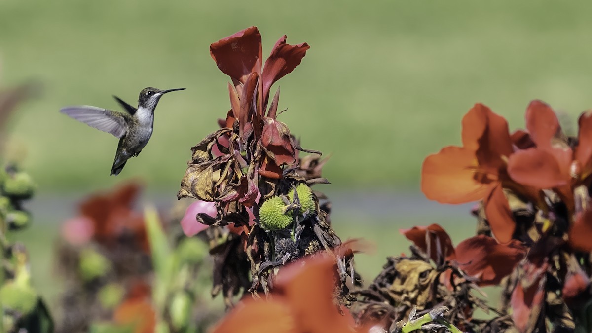 Ruby-throated Hummingbird - ML641998195