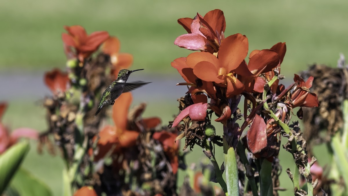 Ruby-throated Hummingbird - ML641998199