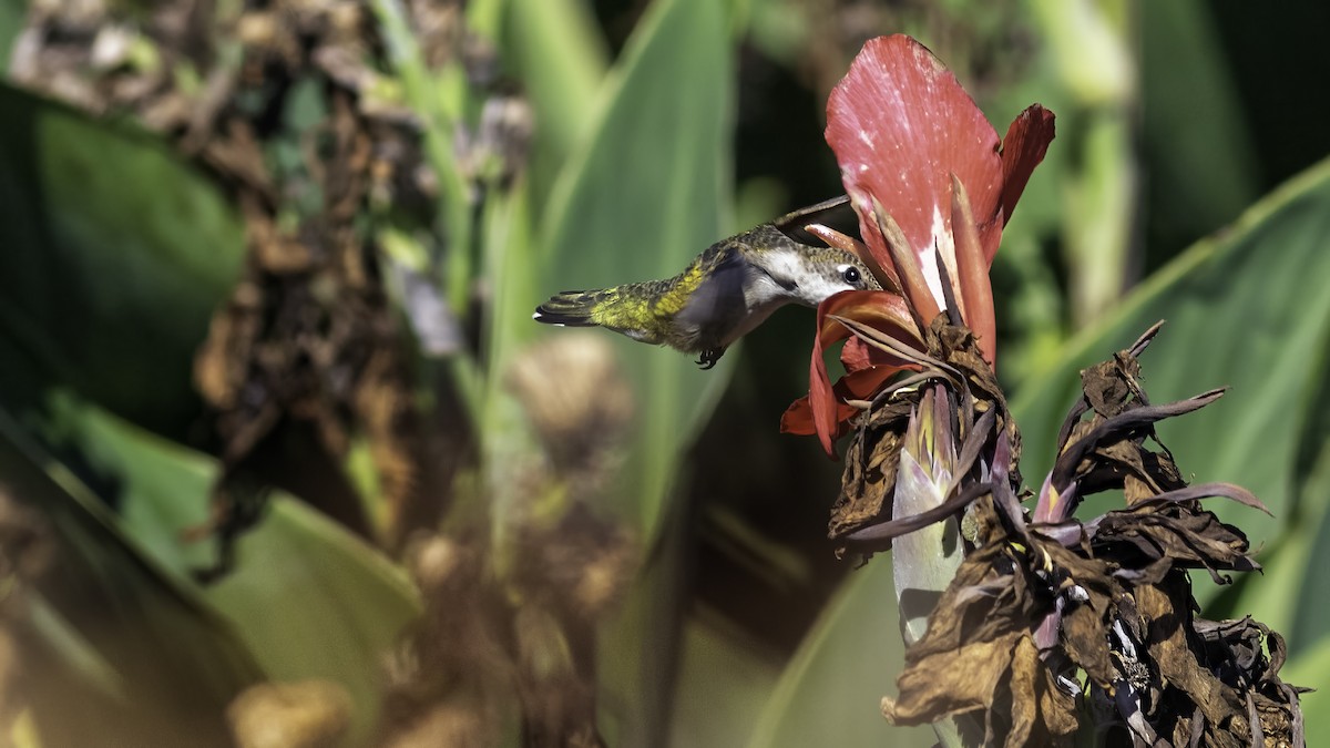 Ruby-throated Hummingbird - ML641998205