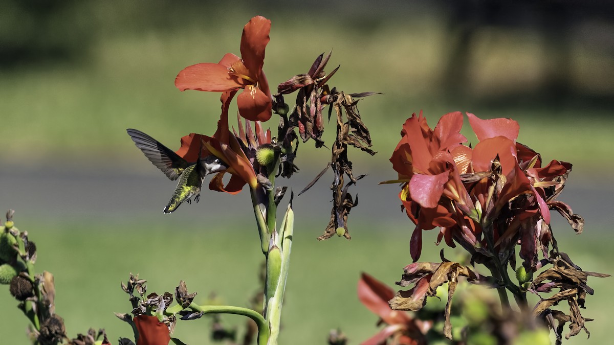 Ruby-throated Hummingbird - ML641998206