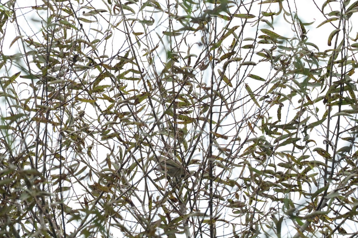 Red-eyed Vireo - ML641998208