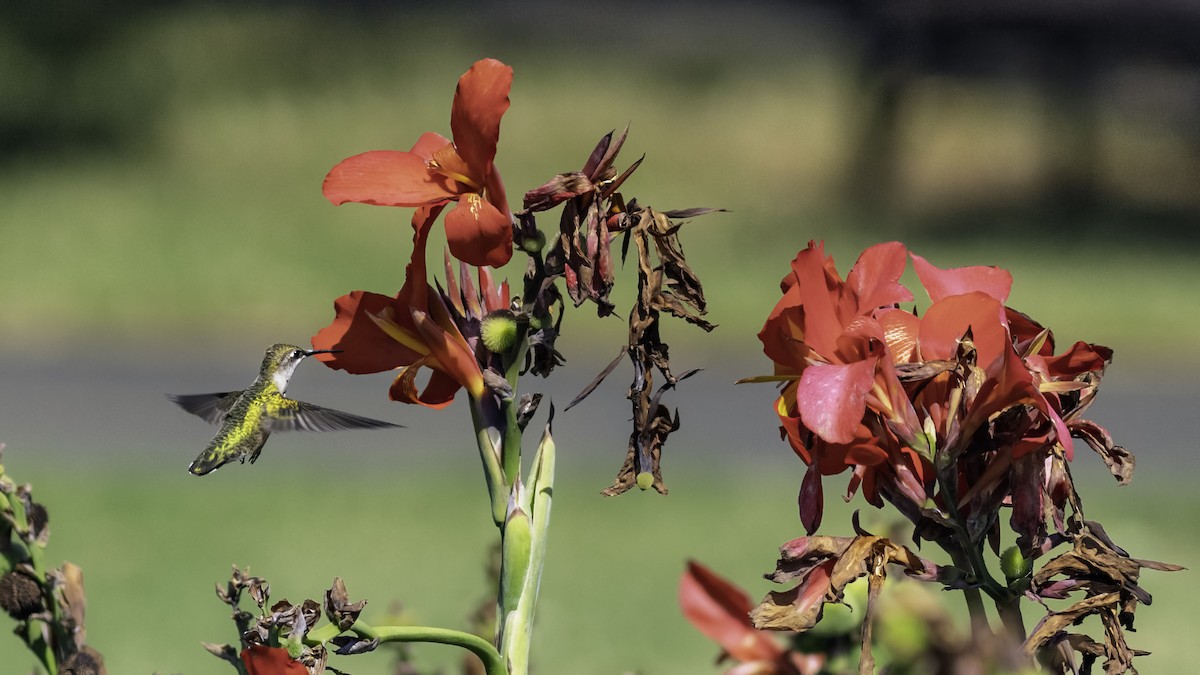 Ruby-throated Hummingbird - ML641998209