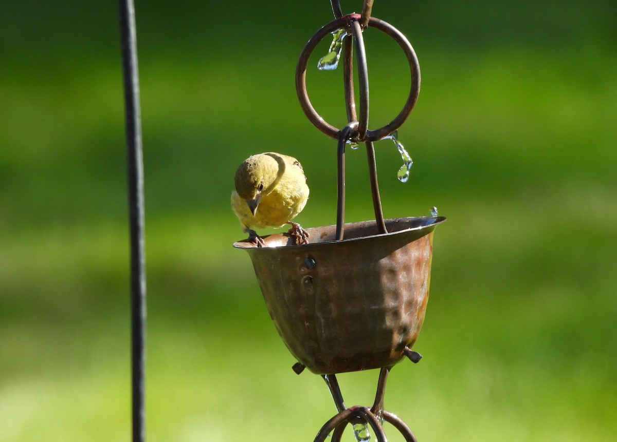 Lesser Goldfinch - ML641998210