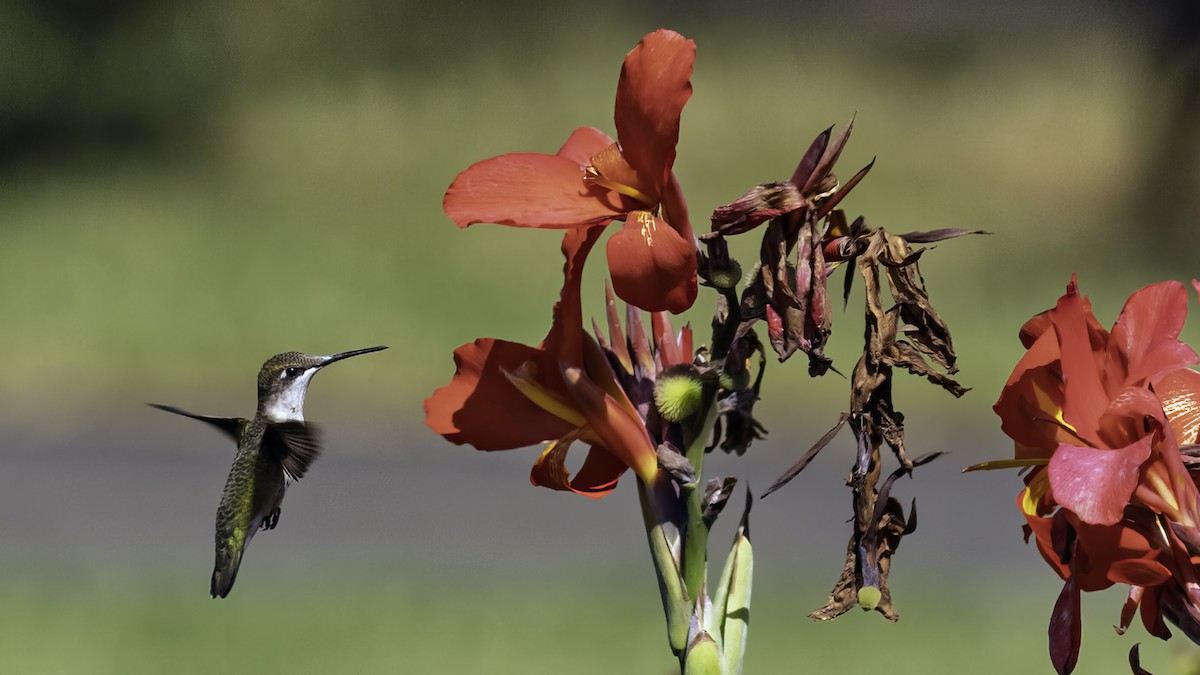 Ruby-throated Hummingbird - ML641998211