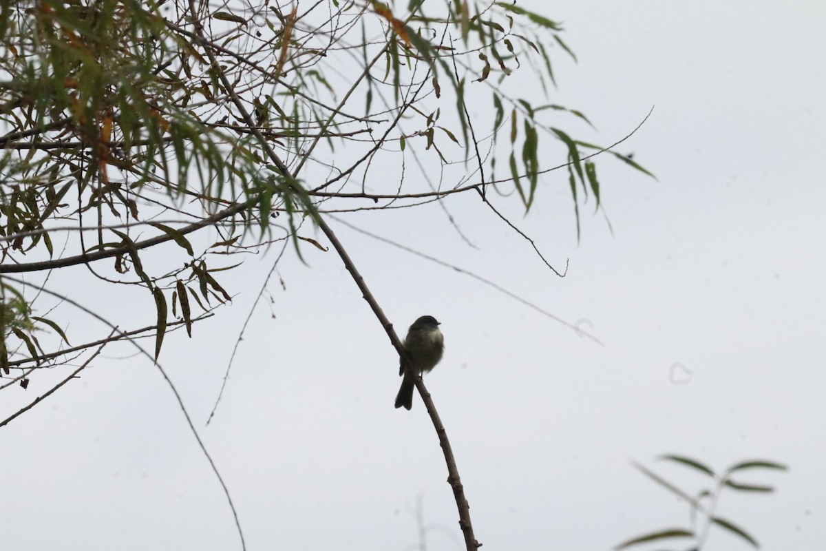 Eastern Phoebe - ML641998213