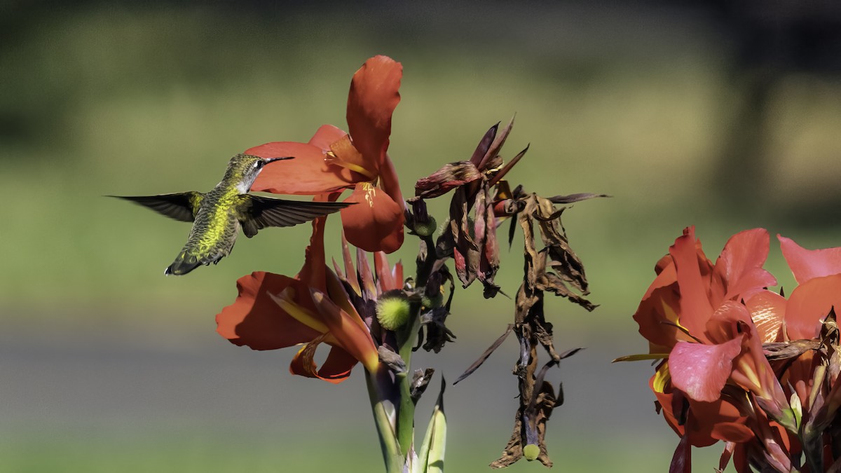 Ruby-throated Hummingbird - ML641998214