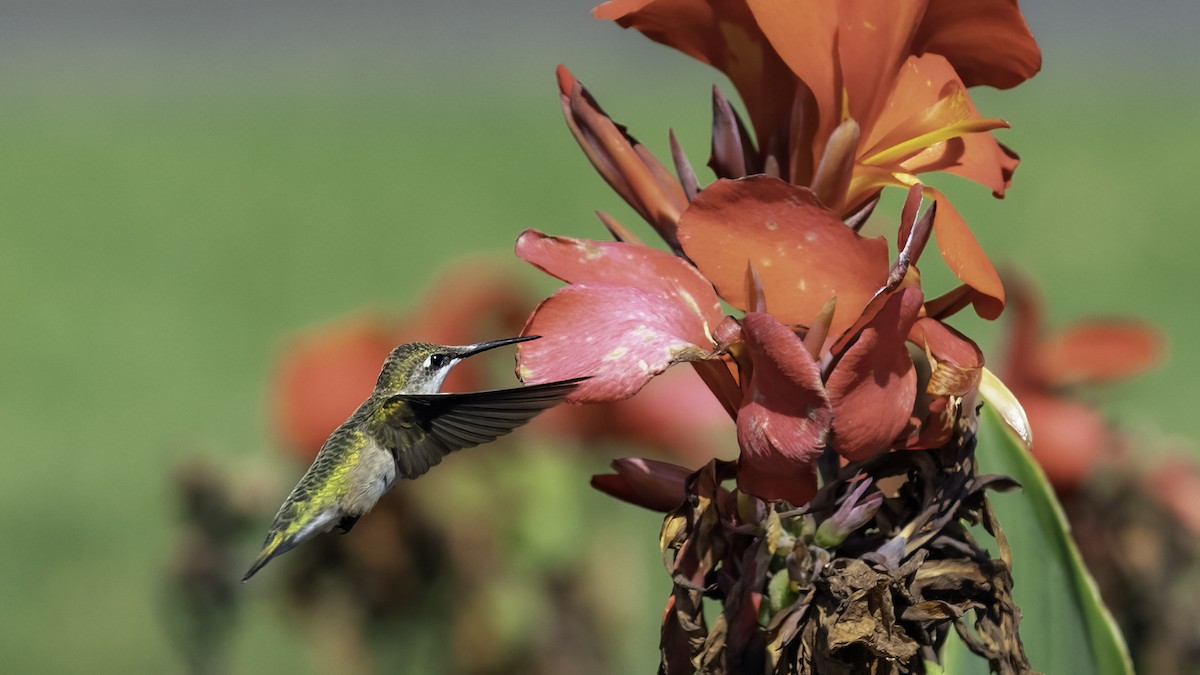 Ruby-throated Hummingbird - ML641998216