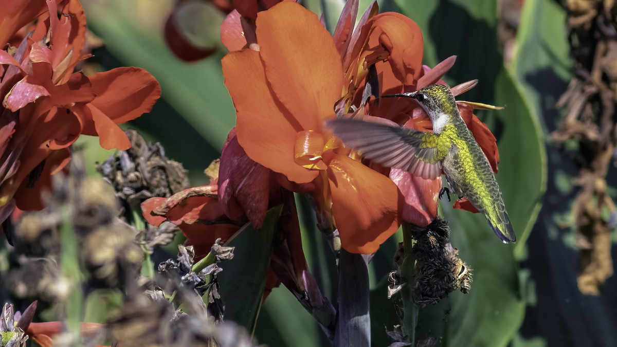 Ruby-throated Hummingbird - ML641998220