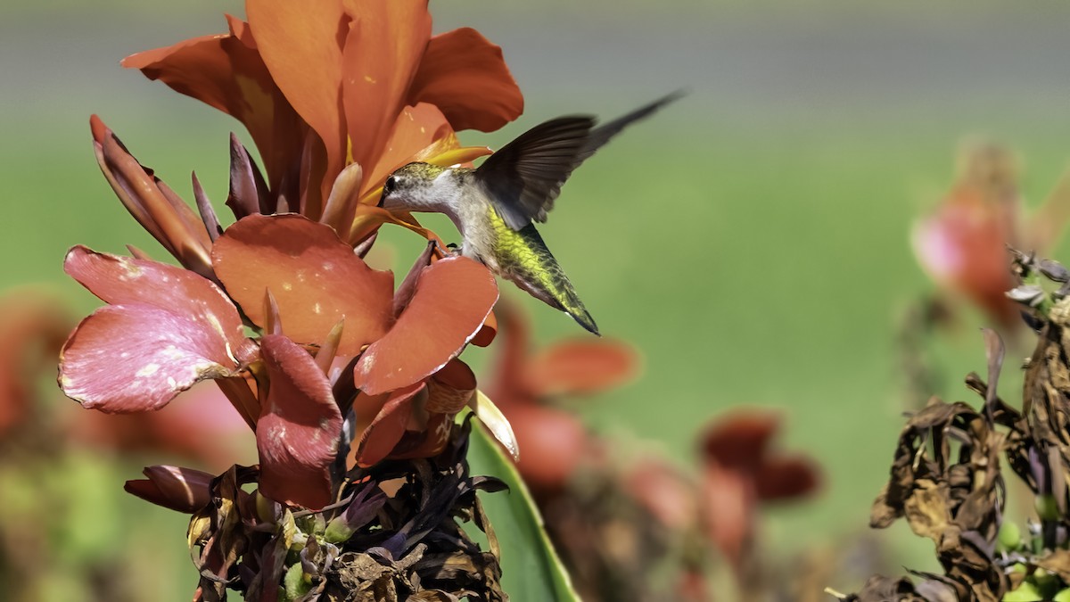 Ruby-throated Hummingbird - ML641998222