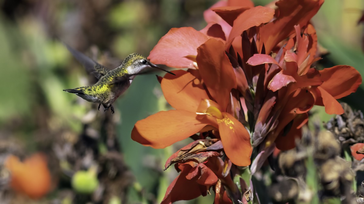 Ruby-throated Hummingbird - ML641998224