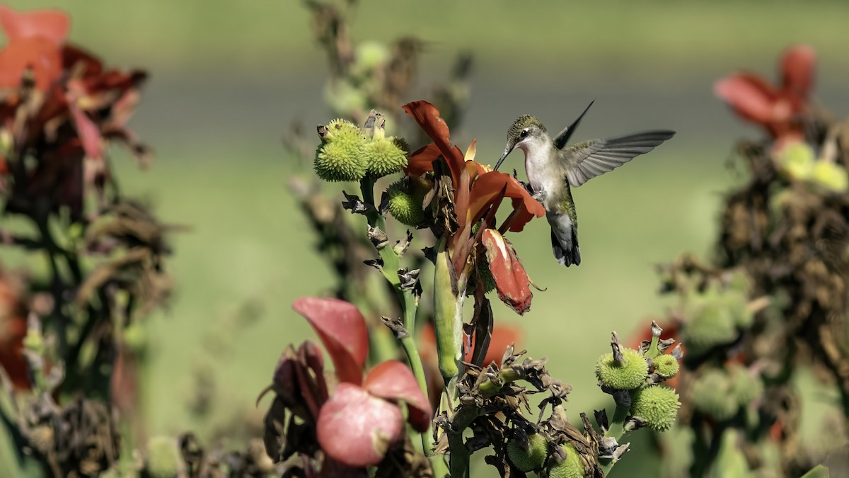 Ruby-throated Hummingbird - ML641998227