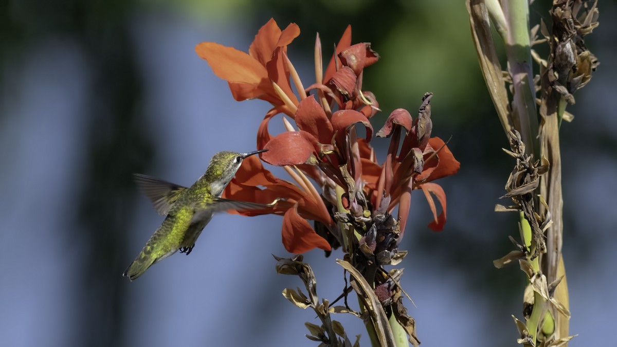 Ruby-throated Hummingbird - ML641998229