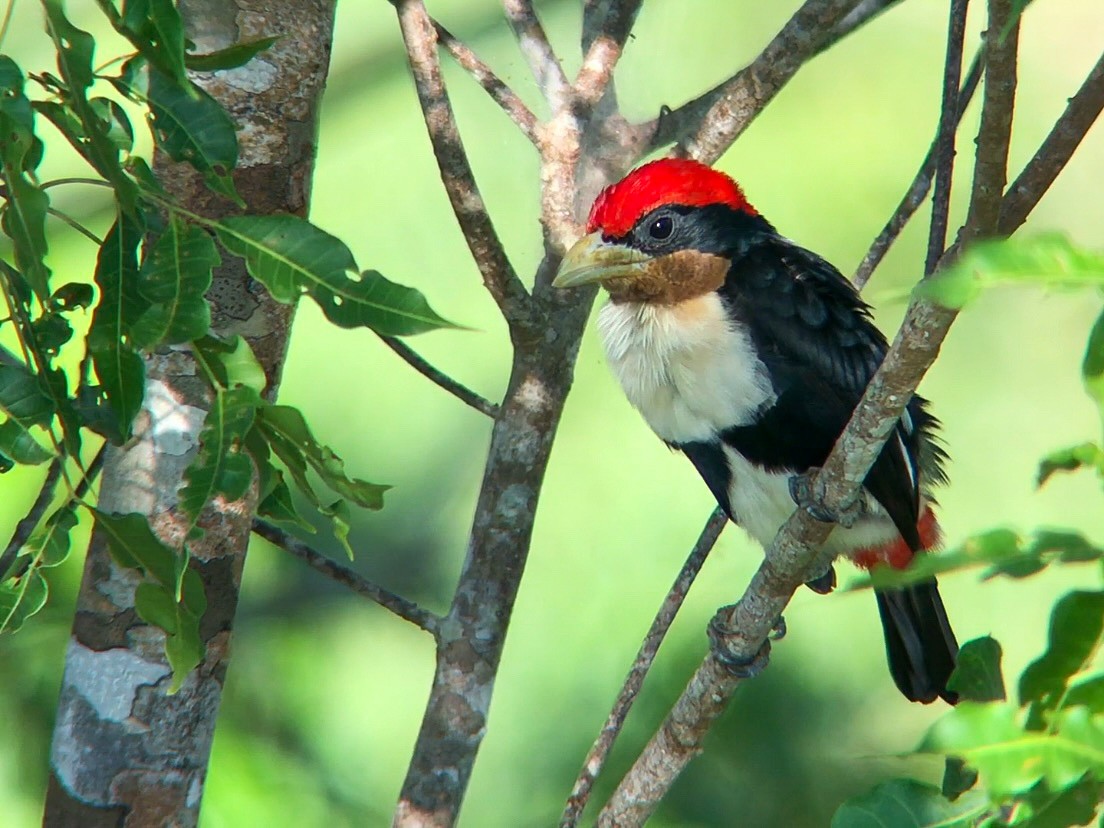Black-girdled Barbet - ML641998231