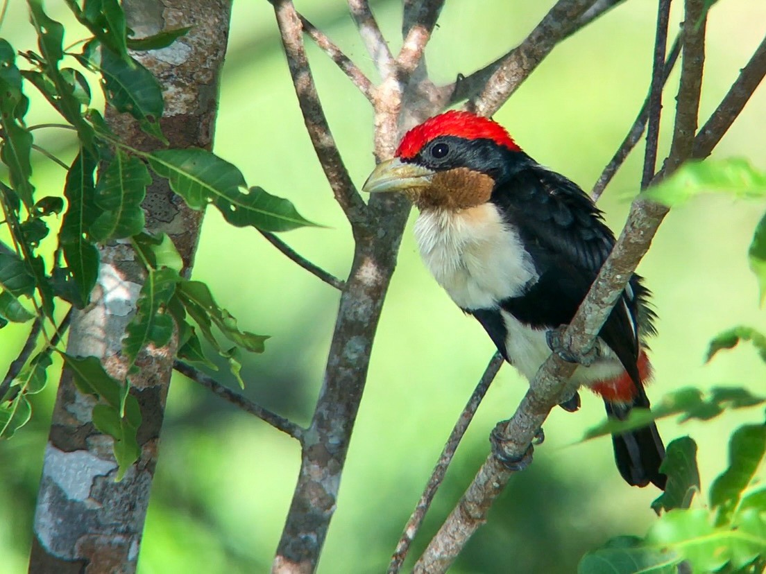 Black-girdled Barbet - ML641998232