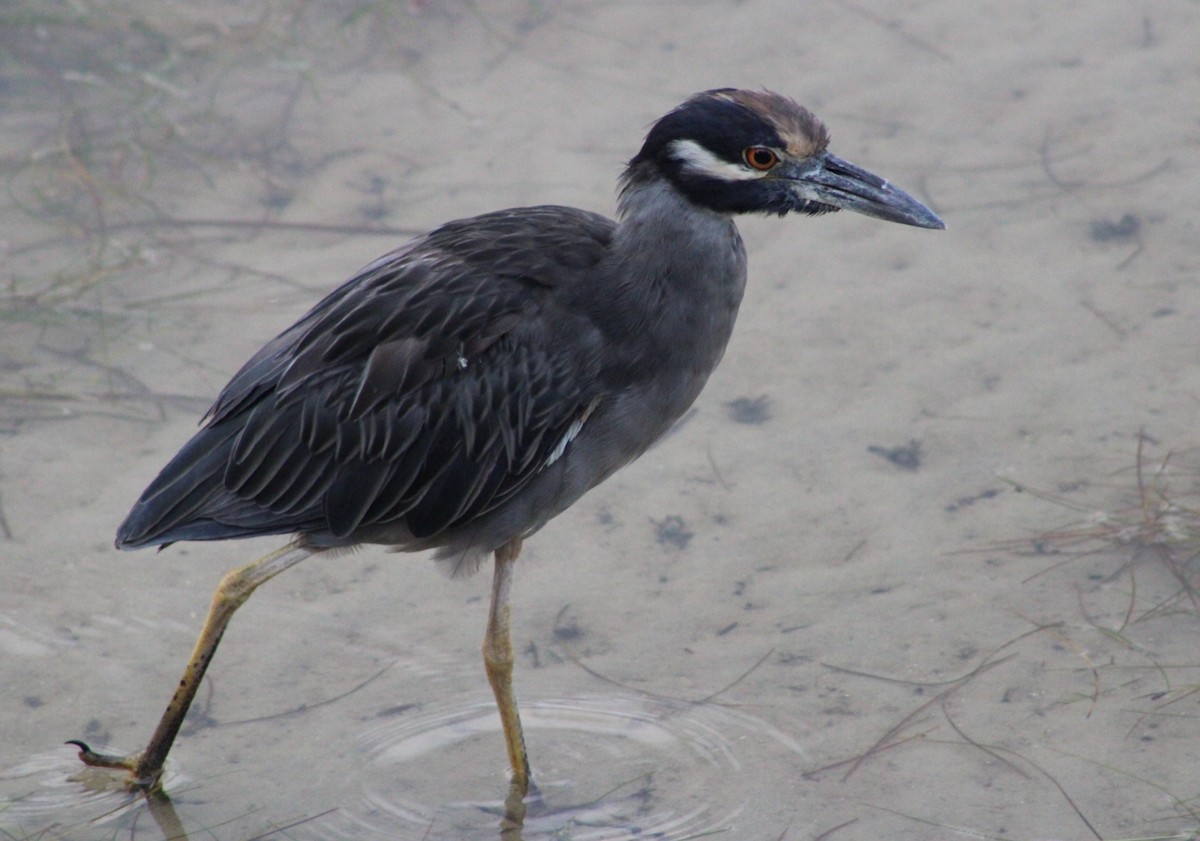 Yellow-crowned Night Heron - ML641998233