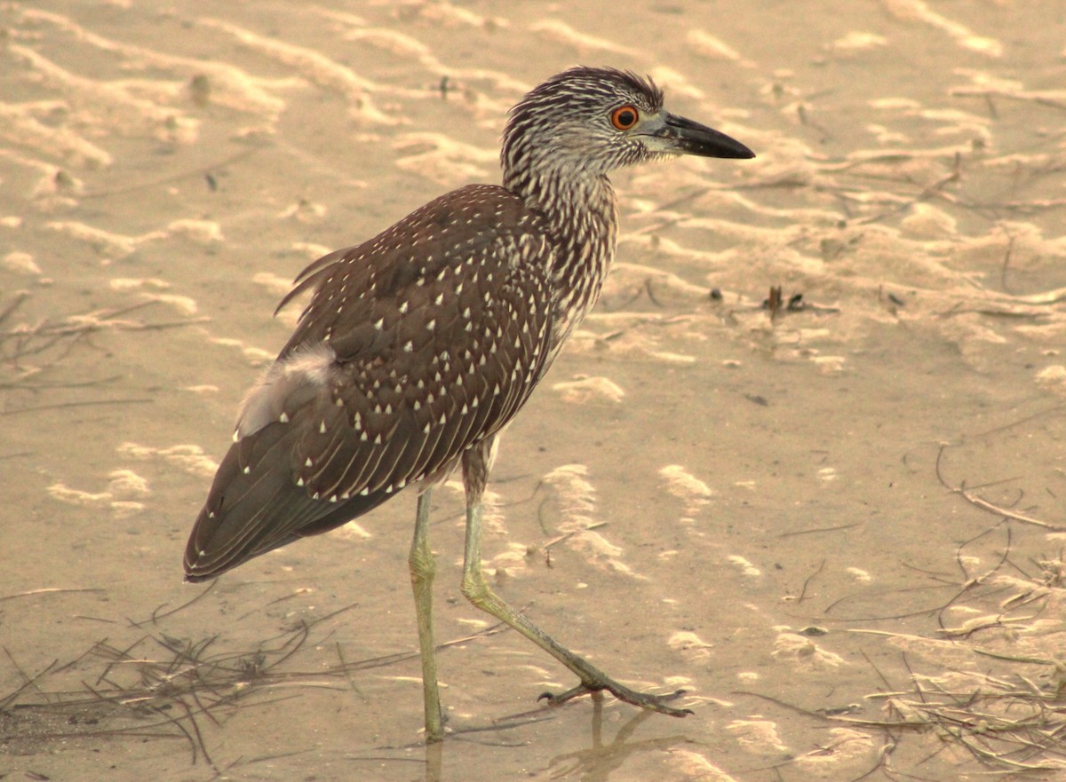 Yellow-crowned Night Heron - ML641998234