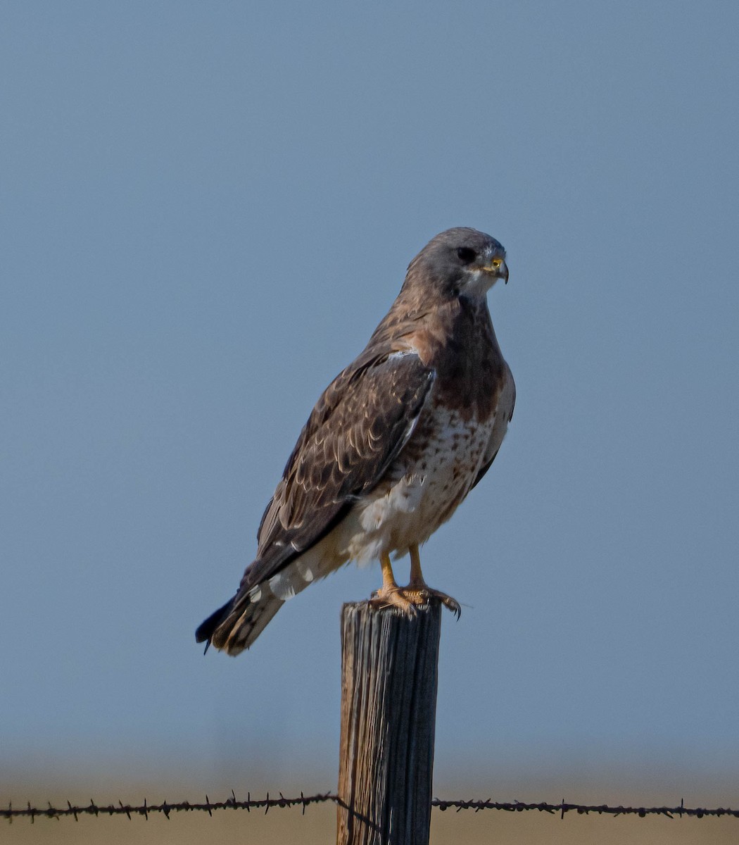 Swainson's Hawk - ML641998242