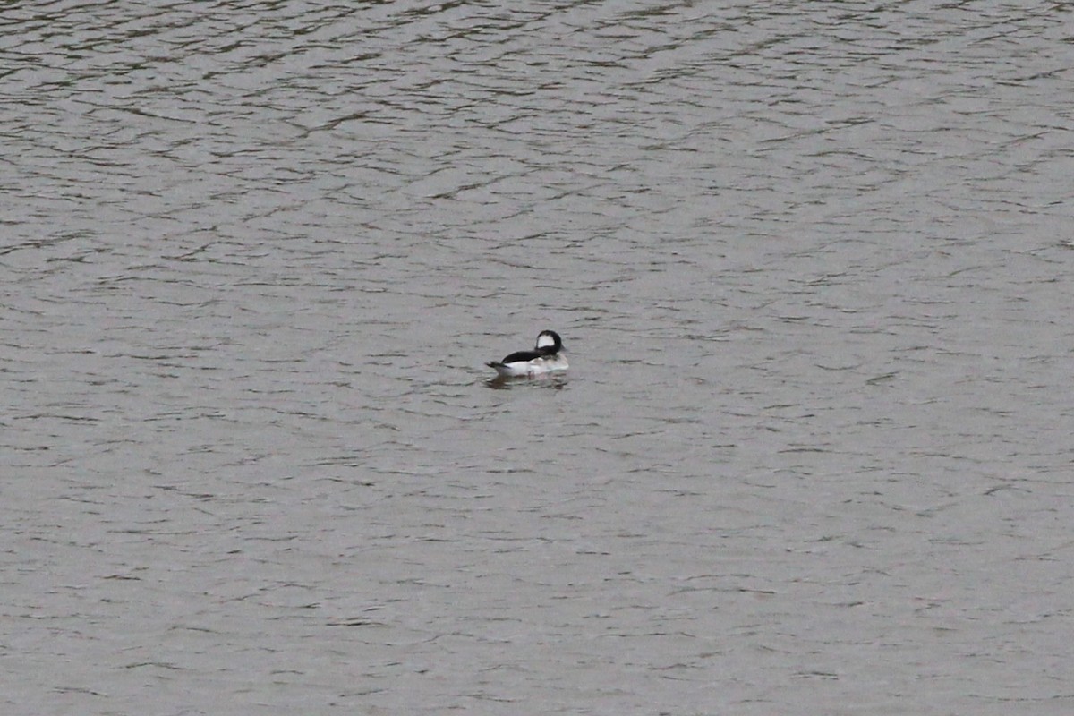 Bufflehead - ML641998245