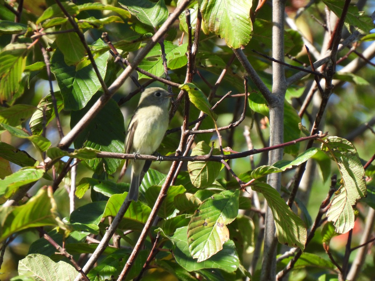Hammond's Flycatcher - ML641998246
